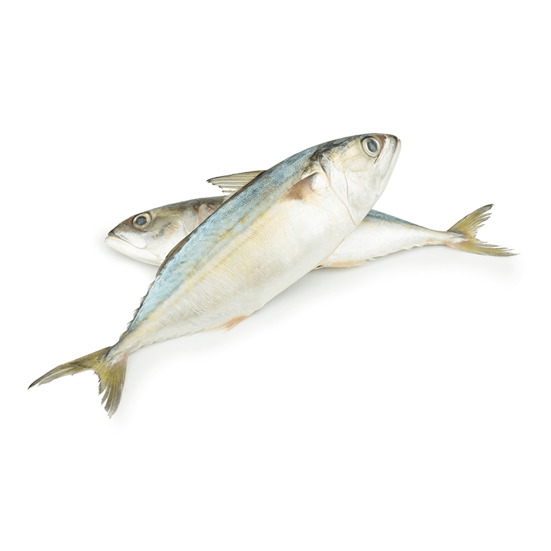 Mackerel