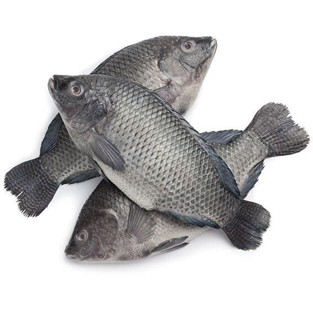 Tilapia Large