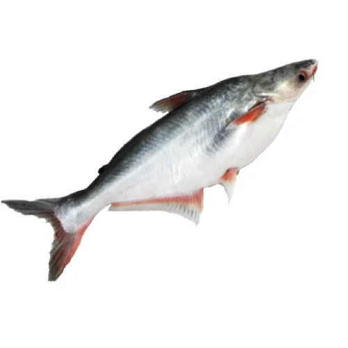 Panga Fish