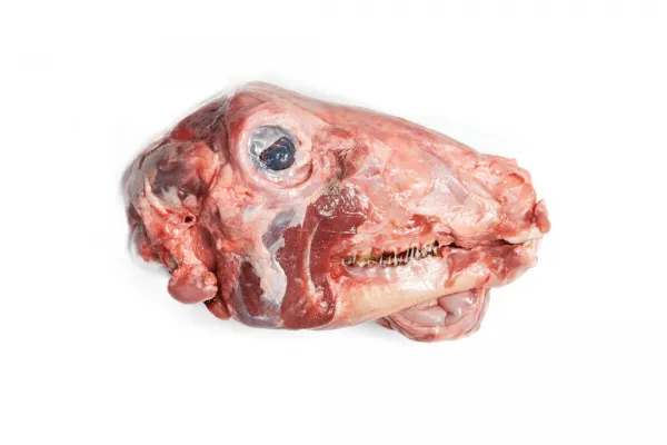 Lamb Head