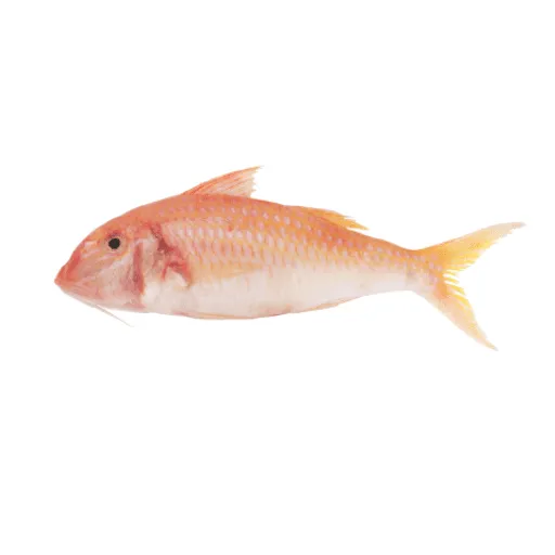 Red Mullet