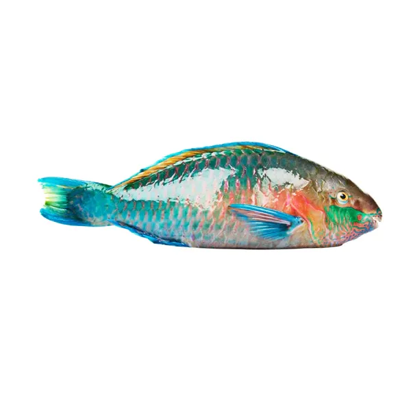 Parrot Fish