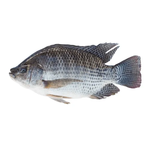 Tilapia Small