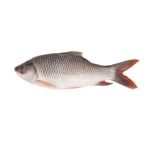 Rohu Fish