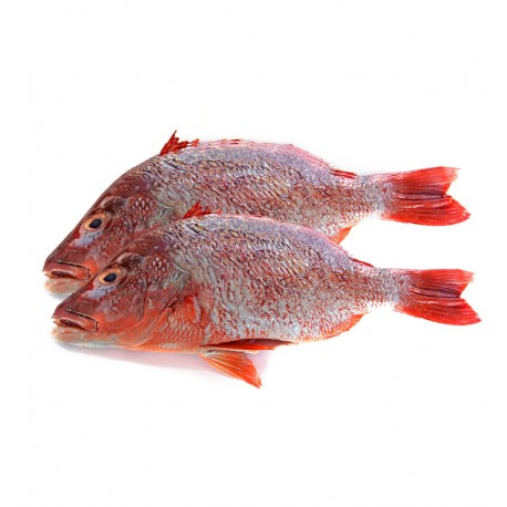 Red Bream